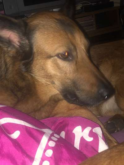 Alles rund um den Schäferhund, diskutieren erwünscht.-Beitrag-Bild