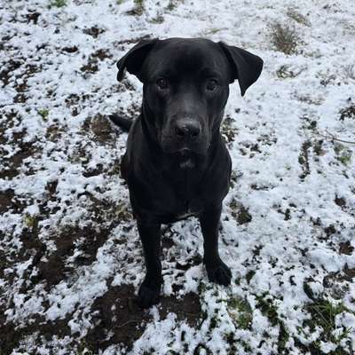 Hundetreffen-Gassirunden und Playdates-Bild