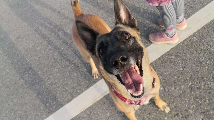 Malinois-Beitrag-Bild