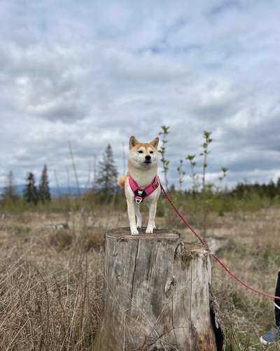 Hundetreffen-Gassirunde-Bild