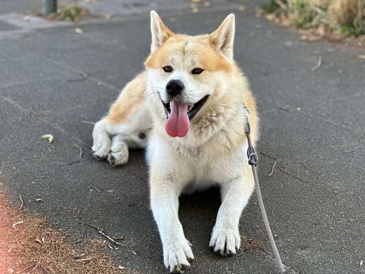 Hundetreffen-Lern-und Spielrunde-Bild