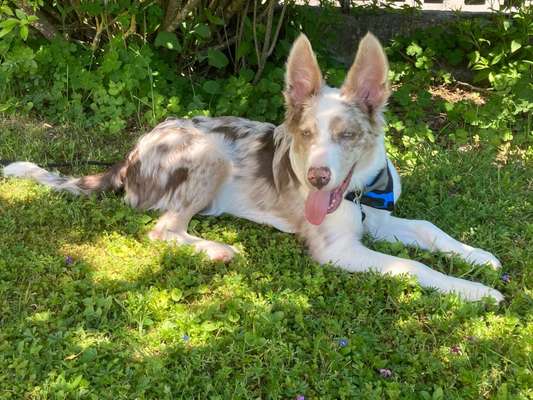 Die Dogorama Monats Challenge "Es grünt und blüht"-Beitrag-Bild