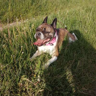 Olde English Bulldogge-Beitrag-Bild