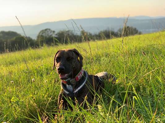 Mischlinge raten - Rätselspaß-Beitrag-Bild