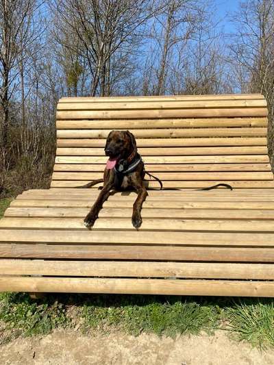 Mischlinge raten - Rätselspaß-Beitrag-Bild