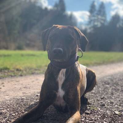 Hundetreffen-Social-Walk im Meulenwald für Hund&Mensch-Bild