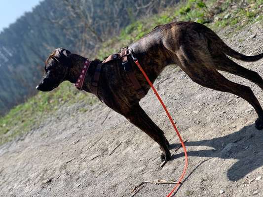 Mischlinge raten - Rätselspaß-Beitrag-Bild