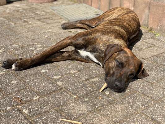 Mischlinge raten - Rätselspaß-Beitrag-Bild