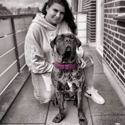 Hundetreffen-Training