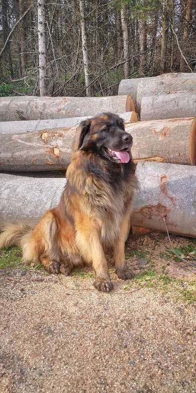 Leonberger-Beitrag-Bild