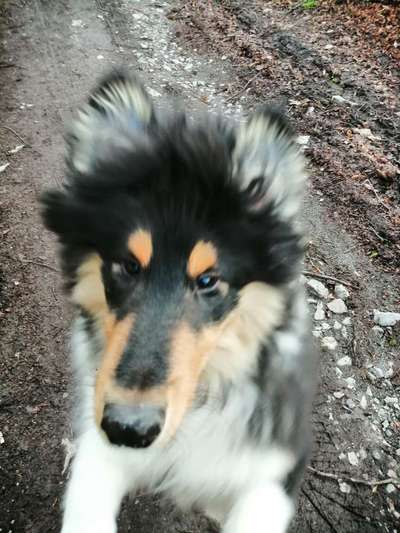 Welpen Bilder !-Beitrag-Bild