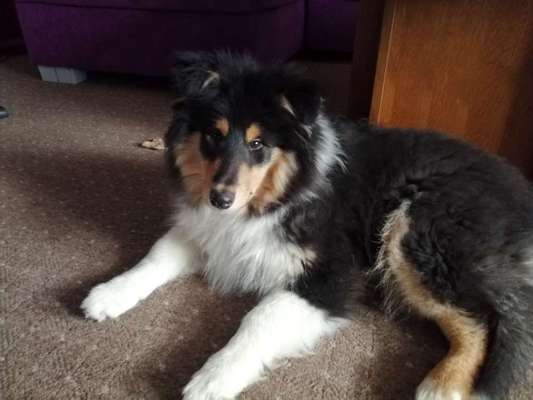 Welpen Bilder !-Beitrag-Bild