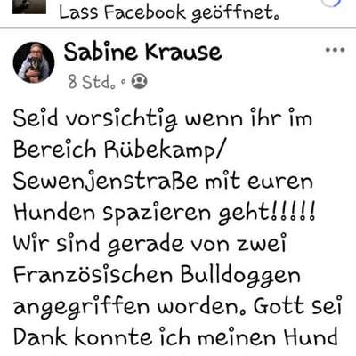 Giftköder-Angriff von Hunden-Bild