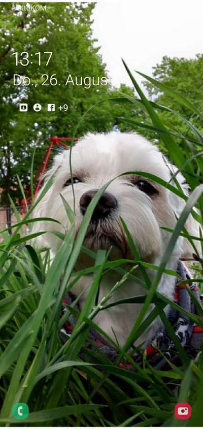 Malteser-Beitrag-Bild