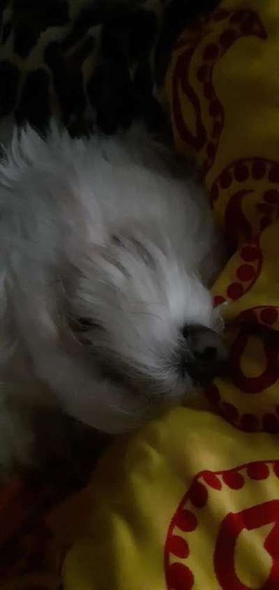 Dogorama Photo Challenge - Einmal lächeln bitte-Beitrag-Bild