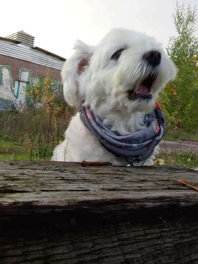 Hier ist der Spaßthread. Zum Schmunzeln und Kaputtlachen-Beitrag-Bild