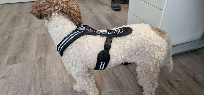 Lagotto Romagnolo Besitzer-Beitrag-Bild