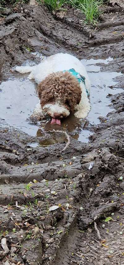 Lagotto Romagnolo Besitzer-Beitrag-Bild