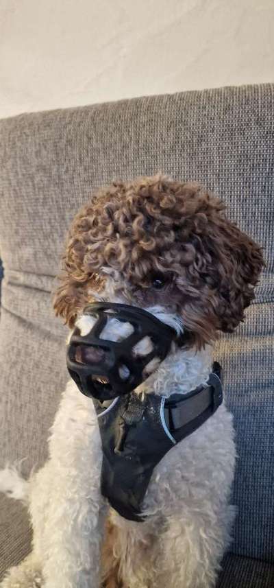 Lagotto Romagnolo Besitzer-Beitrag-Bild