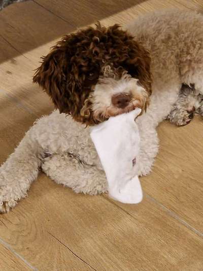 Lagotto Romagnolo Besitzer-Beitrag-Bild