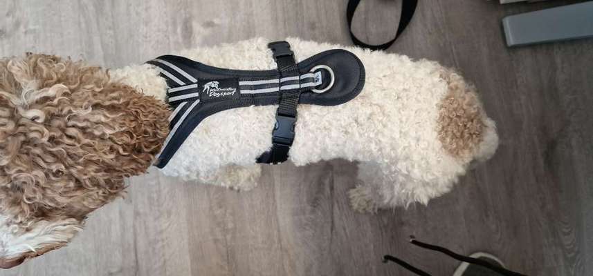 Lagotto Romagnolo Besitzer-Beitrag-Bild