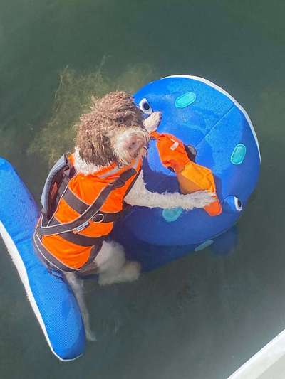 Lagotto Romagnolo Besitzer-Beitrag-Bild
