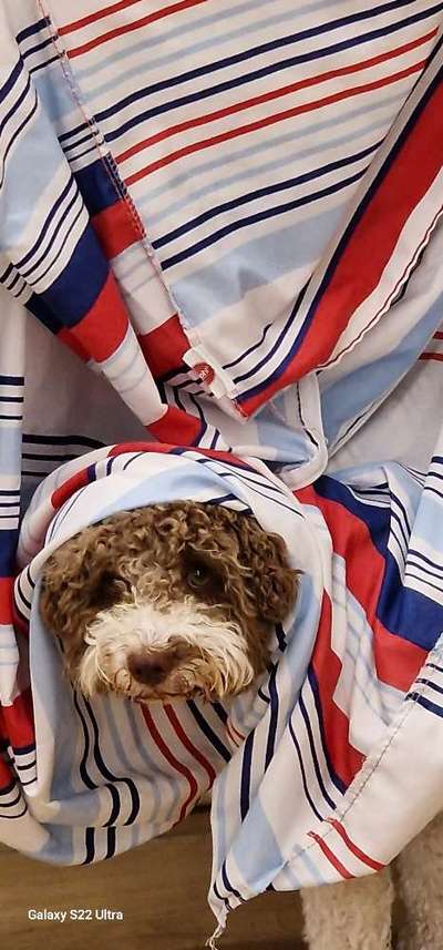 Lagotto Romagnolo Besitzer-Beitrag-Bild
