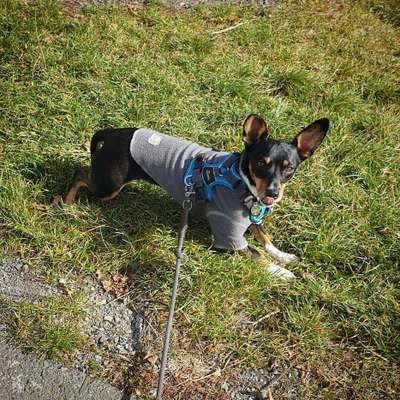 Hundetreffen-Spaziergänge am Kanal-Bild