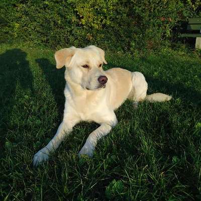 Hundetreffen-Spaziergang und toben-Bild