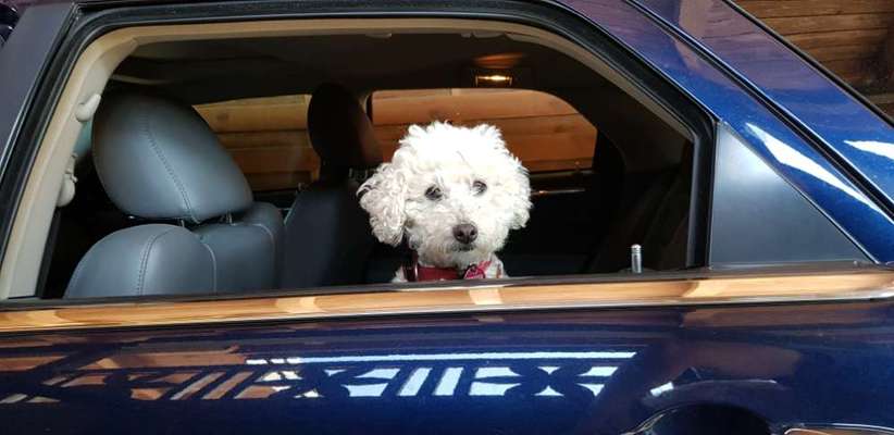 Die Dogorama Kalender Challenge Teil 3/4-Beitrag-Bild