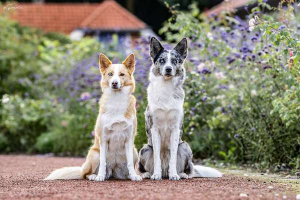 Hundetreffen-Suche Leute die Canicross machen in Friesland und Umgebung-Bild