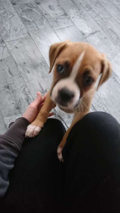 Welpen Bilder !-Beitrag-Bild