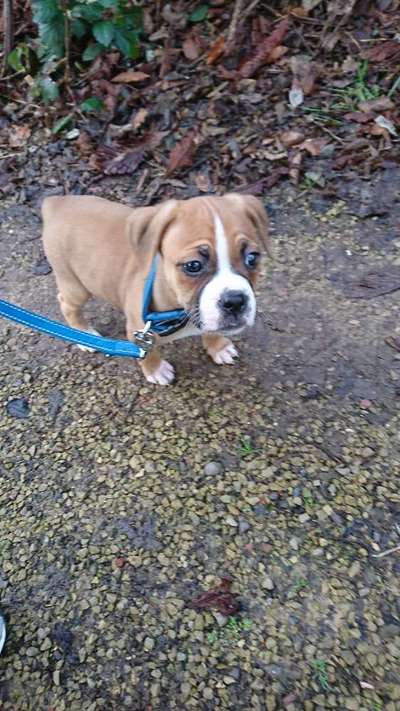 Welpen Bilder !-Beitrag-Bild