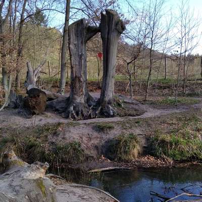 Hundetreffen-Lüneburg-Profilbild