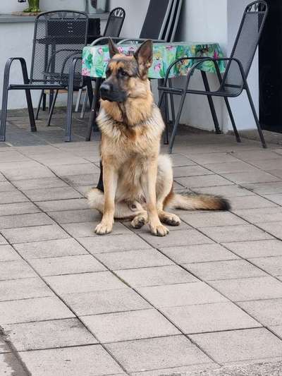 Hundetreffen-Training-Bild