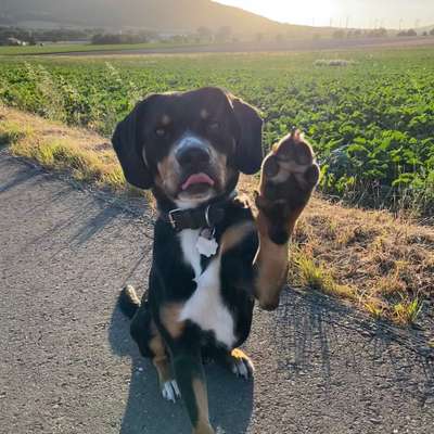 Hundetreffen-Gassirunden und Spielgefährten-Bild