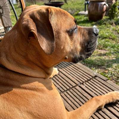 Hundetreffen-Teddy sucht Gassikumpel oder Kumpeline-Bild
