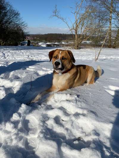 Labradorfans-Beitrag-Bild