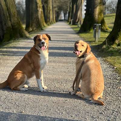 Hundetreffen-Suche Social Walks partner :)-Bild