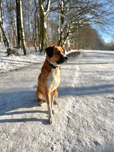 Hundetreffen-Training- & Spazierpartner gesucht-Bild