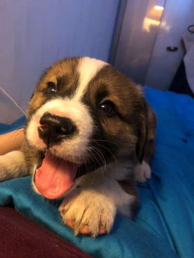 Welpen Bilder !-Beitrag-Bild