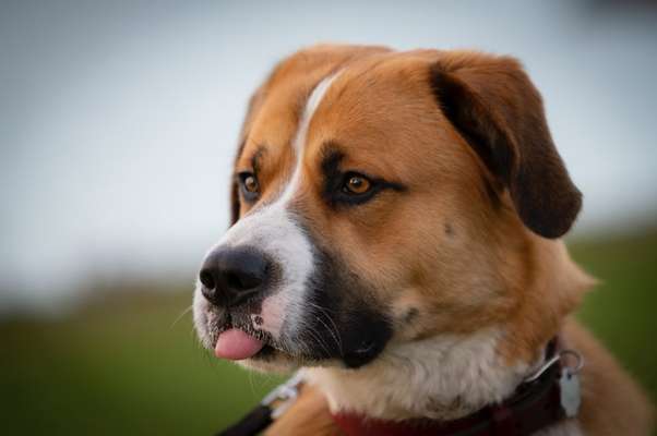 Fotochallenge Nr. 59 - Mein Hund zeigt die Zunge-Beitrag-Bild