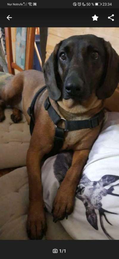 Zeigt mir die tollste Nahaufnahme von eurer Fellnase-Beitrag-Bild