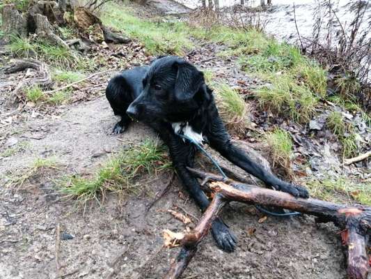 Black dogs are beautiful-Beitrag-Bild