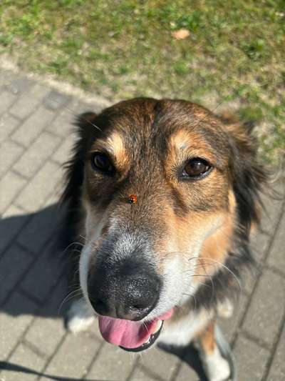 Hundetreffen-Gassi und Spiel Freund gesucht-Bild