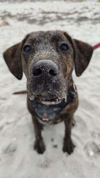 Dogorama Photo Challenge - Die besten Hundebuddys-Beitrag-Bild