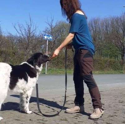 Hundeschulen-Hundeschule RelativHund-Bild