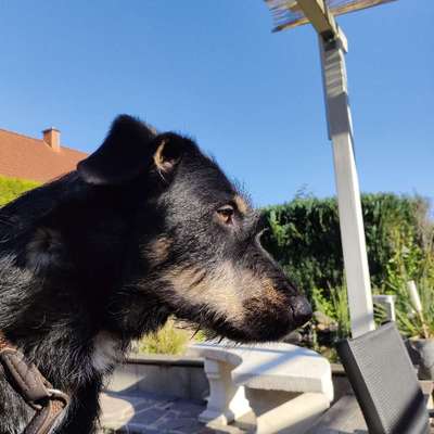 Hundetreffen-Suchen Kontakt zum spazieren, Welt erkunden, trainieren und zum auspowern-Bild