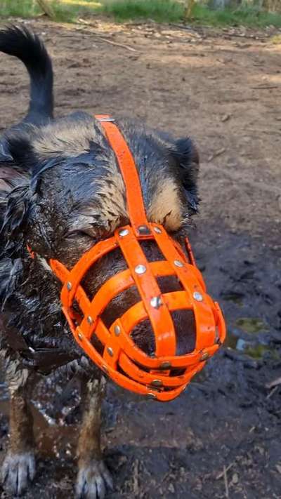 Hundetreffen-Sozialisirungstreffen für Benji-Bild