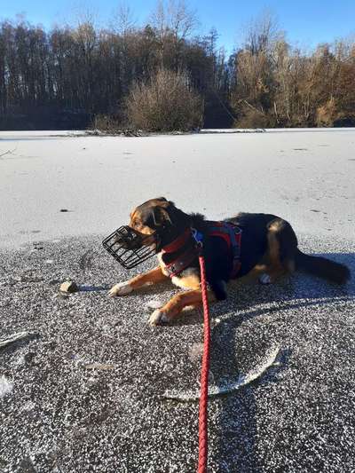 Foto Challenge Nr.: 114
Hunde im Schnee-Beitrag-Bild